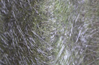 Walnut Tree fibreglass roof work